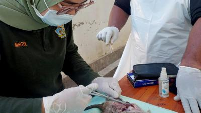 Deteksi Dini Leptospirosis dengan Survei Tikus di Kota Kupang